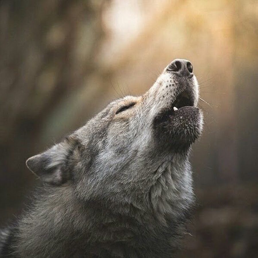 loup