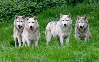 Le management en meute : ce que les loups nous apprennent vraiment sur le collectif