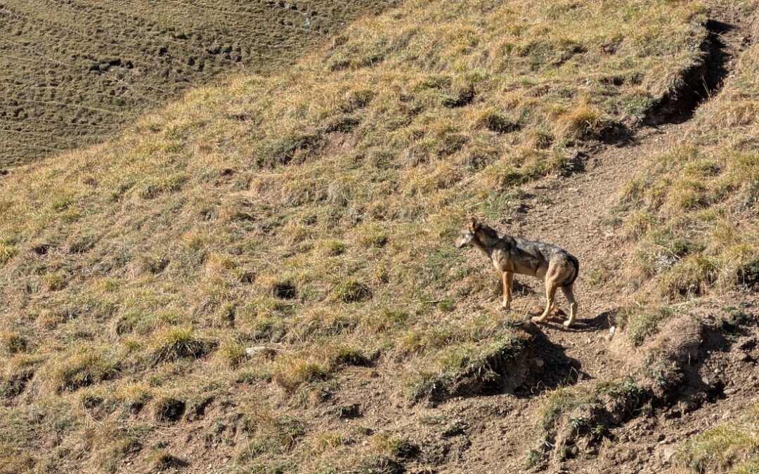 Daniel, un loup parmi nous